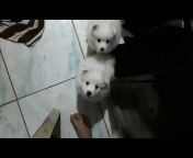 Japanese Spitz Philippines TY Channel