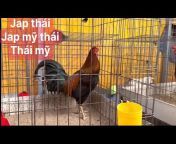 Trại gà Nam Phát kiên giang khu đổ gia công