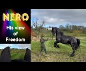 Black Horses - The Friesian Experience