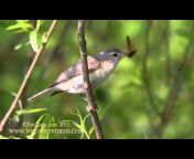 Wild Bird and Nature Videos by McElroy Productions