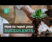 Succulents Box
