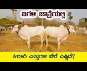 Indian Cow