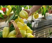 Proizvodnja voća i povrća