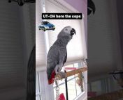 Symon the African Grey Parrot