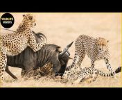 SWAG - Wildlife Moments