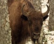 El bisonte europea es de las especies más singulares del mundo. Veremos cómo sus poblaciones van gozando de buena salud con el paso de los años a través de varias iniciativas y proyectos.