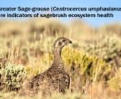 Sagebrush-steppe (Artemisia spp.) is a globally imperiled ecosystem. In North America&#39;s Great Basin, fire suppression is replacing sagebrush communities with expanding pinyon-juniper (Pinus spp.-Juniperus spp.) woodlands. The Greater Sage-grouse (Centrocercus urophasianus; sage-grouse), a