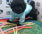 Black Teacup Poodle Puppy (Male) For Sale from sale male