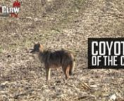 Join Jon Collins as he&#39;s calling coyotes out of a standing corn field. nEquipment Used On Stand:nFoxPro CS24C - https://www.gofoxpro.com/nSwagger Bipods QD42 - https://swaggerbipods.comnRealtree Edge Camo - https://www.realtree.comnXGO Phase 4 Base Layers - https://www.proxgo.comnScentLok Taktix Suit - https://www.scentlok.comnHager Custom Rifle chambered in .22-250nnFollow Jon On Instagram - https://www.instagram.com/jon_collins3/