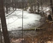 First in a weekly series of Vernal Pool Videos with VCE Conservation Biologist, Steve