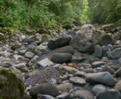 Tune in for the television premiere of Hoʻi Ka Wai: Return the Waters on Thursday, April 23, 2020 at 6:30 pm on KGMB, KHNL and KFVE. Hear from the kalo farmers and community members of East Maui who have stood resilient in their fight to return water flow to their streams.