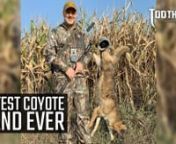 This is the fastest coyote stand we have ever filmed at ToothAndClawTV! Watch Jon down a central Kentucky coyote after just one howl!nEquipment Used On Stand:nFoxPro CS24C - https://www.gofoxpro.com/nSwagger Bipods QD42 - https://swaggerbipods.comnRealtree Edge Camo - https://www.realtree.comnXGO Phase 1 Base Layers - https://www.proxgo.comnScentLok Savanna Suit - https://www.scentlok.comnHager Custom Rifle chambered in .22-250 nnFollow Jon On Instagram - https://www.instagram.com/jon_collins3/