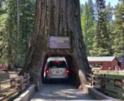 Chandelier Tree, a drive-thru Redwood, Leggett California, July 2015 from chandelier drive thru tree