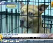 A dozen animal shelters in Myrtle Beach got together for a Furricane Party. It was a huge adoption event and 203 animals found furrever homes. They&#39;re hoping this will free up some space in the case of a hurricane evacuation. nnSource: https://wpde.com/news/local/furricane-party-prepares-grand-strand-animal-shelters-for-future-natural-disasters
