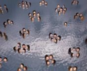 Ce film est inspiré d&#39;une de mes installations dans laquelle des photos de visages fixées sur des sphères flottent sur l&#39;eau et se touchent, s&#39;éloignent et se rapprochent. Celle-ci est une métaphore des relations humaines.nnFilm de Adriana RODRIGUEZ PROAÑO réalisé dans le cadre du post-diplôme