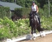 Top moving 10y old dressage gelding GP prospect for sale from 10y old