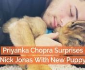 Priyanka Chopra Surprises Nick Jonas With New PuppynnThe moment was captured on Instagram In a video, Jonas is seen waking up to meeting his new canine friend The German Shepherd, whose name is Gino, already has an Instagram account.nnOver 200,000 accounts are already following Gino on the platform.nnThe new puppy comes a month before the couple&#39;s first wedding anniversary.