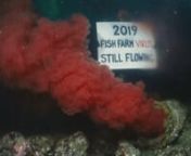 Campbell River, B.C. - Dec. 3, 2019nIn 2017 British Columbia’s salmon farming industry was caught dumping virus-infected blood into Discovery Passage, Canada’s largest wild salmon migration route. Recent dives in Nov. 2019 have shown the blood is still flowing and still infected with piscine orthoreovirus (PRV). nnGenetic sequencing of this virus reveals that it came from the Atlantic Ocean and was most likely imported via salmon eggs by the fish farm industry. Fisheries and Oceans Canada -