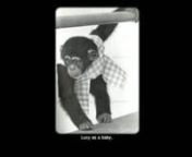 Lucy the chimpanzee was raised as a human in the 1970s and 80s by Dr. Maurice and Jane Temerlin.Black and white images of Lucy with the Temerlins from Dr. Temerlin&#39;s now out-of-print book,