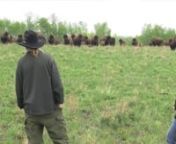 This is a short documentary about an Aboriginal family living on a bison ranch in Manitoba and how their lives are guided by the spirit of the buffalo and the old traditional ways. It&#39;s also a story about Aboriginal identity; and the challenges of preserving cultural traditions, while raising teenagersin amodern age. nnI shot all the footage with an JVC3CCD HD Pro camera.This is the 2 1/2 min version. A fuller version of the documentry is in post-production. nnBackground: nI spent two