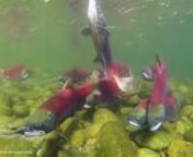 V-RY0235GP-c2-sockeye salmon video clip Copyright Brandon Cole.nSockeye Salmon (Oncorhynchus nerka), high definition underwater video clip of a group of red salmon holding their position in the current while on their long migration up river to their spawning grounds. Adams River, British Columbia, Canada.Copyright © Brandon Cole / www.brandoncole.com. All Rights Reserved. No Free Use. Contact us to discuss licensing.