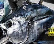 www.FishingVideos.comnnSkinnies bite fast when the Rusty Hook charter slows to a troll. Husky yellowfin tuna, muscling in on tasty sardine baits, outnumber the wahoo wolfpacks. Schools of tuna to 80 pounds and more take live bait fished on stealthy rigs. Join Bill Roecker and Independence owner-skippers Mark Pisano and Paul Strasser, with Captain Jeff DeBuys on deck during hot bites. Ten-year-old Mark Pisano fishes with his dad, learning how to catch his biggest tuna and wahoo ever! See how to j
