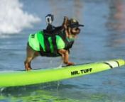 MR TUFF SURF DOG INTERNATIONAL SURF DOG WALK OF FAMEnMr. Tuff a long haired Chihuahua is believed to be one of the smallest professional surfing dogs. Mr. Tuffhas been featured in hundreds of media articles, interviews and videos all over the world. Mr.Tuff has won the top 3 places in every event he has surfed at except for his very first contest,..and this was not Mr. Tuffs fault it was due to the fact of a faulty board. Mr tuff holds these prestige honors:n1st place 2014 Surf A Thonn2nd plac