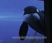 The millions of Keiko fans around the world ﬁnally learn the truth about what really happened when the “Free Willy” star became the ﬁrst and only captive orca to be released back into the wild. “Keiko The Untold Story of the Star of Free Willy” solves the mystery of what really happened during the life and legacy of this international icon and provides witness of the successful use of the most famous seapen in the world – built and utilized to assist the famous orca back to his hom