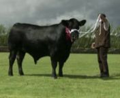 Balmachie Black Bear is the UK record price Angus Bull, bred by Mr John Lascelles.nnHe was bought for 75,000 gns / &#36;130,000 by Jackie and Kelly Grisson of 8G Angus near Dallas, Texas, USA nnThis is the promotional film of Black Bear produced for John in September 2009by blue stone film productions ltd - http://robbryce.com - on location at Carnoustie, Scotland.nnThe film conveys Black Bear&#39;s power, presence and locomotion. His style and charisma has captured the eye of judges across the UK.nnH