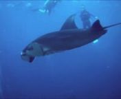 I wanted to dive with manta rays and in July 2015 I took a flight to Bali to do exactly that. As you can see my trip was a great success! Not only did I see a dozen of them, one of them was a rare black color morph!nnFilmed using Veho Muvi HD camera.nnThe music is Regardless of the Rain by Yuji Takezawa https://soundcloud.com/yujitakezawa