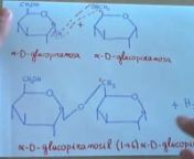 15-Isomaltosa como se forma y estructura (disacáridos) from isomaltosa estructura