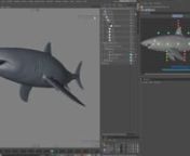This is realistic model of the Carcharodon carcharias or Great white shark for Cinema 4d v16 and up.nAnatomically correct, fully rigged, animated, textured and ready to render.nnAvailable here:nhttps://www.cgtrader.com/3d-models/animals/fish-aquatic/grerigged-and-animated-for-cinema-4dnnModel comes with intuitive and clean rig with visual selector and parametric animation features. It is rigged with powerful Character object using custom components. Rig has a separate &#39;SHADOW&#39; hierarchy of defor
