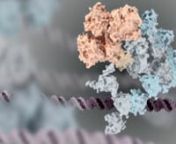 A short 2D animation describing how a molecule, PARP-1, binds to DNA during the DNA repair process.