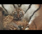 A pair of wonderful new arrivals has been welcomed at Woburn Safari Park in Bedfordshire with the birth of two critically endangered Amur tiger cubs, born to four-year-old tigress, Minerva. nThese tigers are amongst the largest and rarest cats in the world, and the new cubs signify an important achievement not just for the Park, but for the international breeding programme of this threatened species.