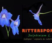 Der hochwachsende (80–200 cm) blaue Rittersporn Delphinium elatum ist in jedem Garten eine Augenweide und gehört zur Familie der Ranunculaceae. Er liebt sonnige Standorte und einen nährstoffreichen Boden der bei Sonneneinstrahlung nur langsam austrocknet. Auch als Schnittblume ist er für dekorative Zwecke bestens geeignet. Blütenstängel, die sowohl geöffnete Blüten als auch Blütenknospen tragen halten sich in einer wassergefüllten Vase für gut zwei Woche. In dieser Zeit öffnen sich