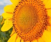Get 100&#39;s of FREE Video Templates, Music, Footage and More at Motion Array: http://bit.ly/2SITwWM nnnGet this here: https://motionarray.com/stock-video/blossoming-sunflower-212249nnBlossoming Sunflower is a gorgeous stock video that shows a close-up shot of a sunflower in full bloom in a beautiful field. You can use this 1920x1080 (HD) bit of video in any project that relates to plants and nature. This clip will look great in your next movie, social media campaign, or documentary. Download now.