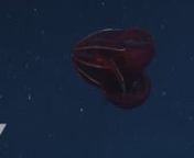 This comb jelly comes in different shades of red but always has a blood-red stomach. The sparkling display on the outside comes from light diffracting from tiny transparent, hair-like cilia. These beat continuously, propelling the jelly through the water. At the depths where Lampocteis lives, it&#39;s nearly invisible to predators because red appears black so the animal blends into the dark background.nnDepth range: 300 to 1,000 meters (984 to 3,320 feet)nMaximum length: 15 centimeters (six inches)n