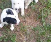 2019 Border Collies For Sale