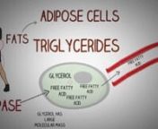 Beta Oxidation of Fatty acids Made Simple-Part 1 from beta oxidation of fatty acids explained