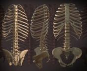 Almost like a speedpaint but 3D speed modelling record of making timelapse for the partial skeleton. Created a spinewith the vertebrae and sacrum. Hips and rib cage with a draft texture. How to 3D model a realisticskeleton spine, hip and rib cagebones is the question. Going to upload a different texture and characters soon! Created this for a MA animation project. More videos to come on this Deathlake channel.nMain art YouTube: Deathlake nSide art and animation channel “Madam Deathlake