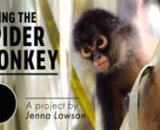 A short documentary featuring the work of Imperial College London PhD student Jenna Lawson.nnShe is studying the spider monkey on the Osa Peninsula, Cotsa Rica in order to plan a biological corridor that will join three areas of forest together. This will hopefully lead to better genetic flow across the peninsula for not only the monkey, but all the species that rely on it. Watch the video to find out more. nnA feature by Journecology: www.journecology.comnEn Español: https://vimeo.com/29495344