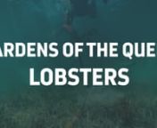 Sustainable by nature. The lobster fishery in Cuba&#39;s Gardens of the Queen is a prime example of a sustainable fishing practice that not only supports a healthy ecosystem, but enhances it.