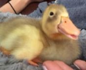 Hi there, I’m uploading this short 20sec video of my 1 week old duckling (Indian runner duck). He appears to be panting? I saw one of my other ducklings doing this in his brooder but it wasn’t that hot in there to begin with, the temp in brooder with heat lamp was accurate at 90F but I panicked right away. I have raised the heat lamp in brooder already and it’s down to 83-85F for the second week. I had them put in a cozy mat for cuddling while watching a movie today and noticed one of them