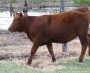 BCR Ventures Consignment Select Sale 2020 Tag 407H from 407h