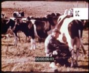 1960s USA, Cows Being Milked, Dairy Farming, 16mm from the Kinolibrary Archive Film Collections. Clip ref KLR1227. For commercial projects only. To order the clip clean and high res, or to find out more, visit http://www.kinolibrary.com. Available in 2K. nSubscribe for more high quality, rare and inspiring clips from our extensive archive of footage.nnFarm, sheep grazing. Farmer milking cow by hand. INT farmer man milking very skinny thin cow while children watch. Woman wearing veil milking cow.