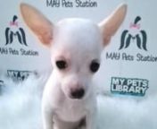 Chihuahua Puppy (Male) For Sale 1 from sale male