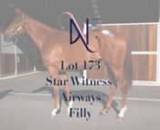 Lot 173 Star Witness/Airways Filly