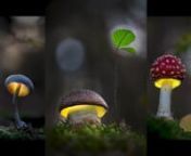 Overview and introduction to the Mushroom Light Painting Masterclassnhttp://www.dirkerckenimages.com/mushroom-light-painting-masteclass/