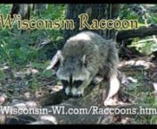 Raccoon Walking on Log Day Time Trail Camera VIDEO - Landman Realty LLCnnLandman Realty LLC presents Raccoon Walking on Log Day Time Trail Camera VIDEO - Raccoons are known for their masked identity. You will see a distinguished black mask around their eyes. They tend to travel alone, but if you look hard enough you might get the chance to see them with some babies. Raccoons will find most of their food in different types of water environments. - https://wisconsin-wi.com/raccoon-walking-on-log-d
