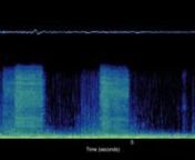 Scuba noise recorded in Lake Tarawera, New Zealand, at 20m water depth, with the diver approximately 2m away from the hydrophone. Sound credit: Craig A. Radford, Leigh Marine Laboratory, Institute of Marine Science, University of Auckland. Sounds released under Creative Commons attribution, non-commercial-no derivatives foreign or international.